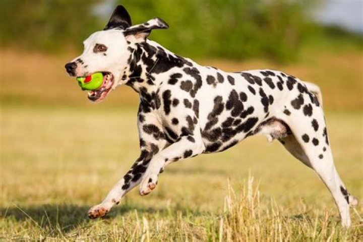 Dalmata